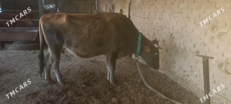 agyr bogaz - Мары - img 1