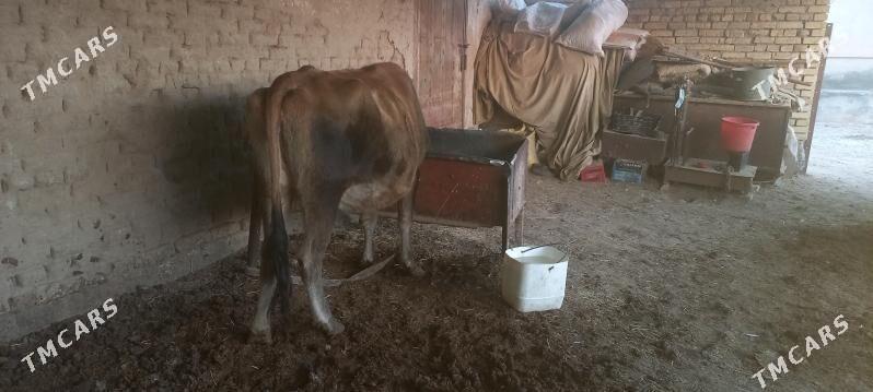 agyr bogaz - Мары - img 4