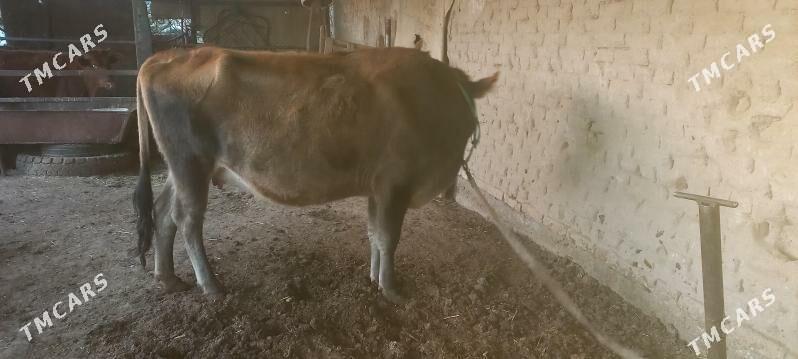 agyr bogaz - Мары - img 5