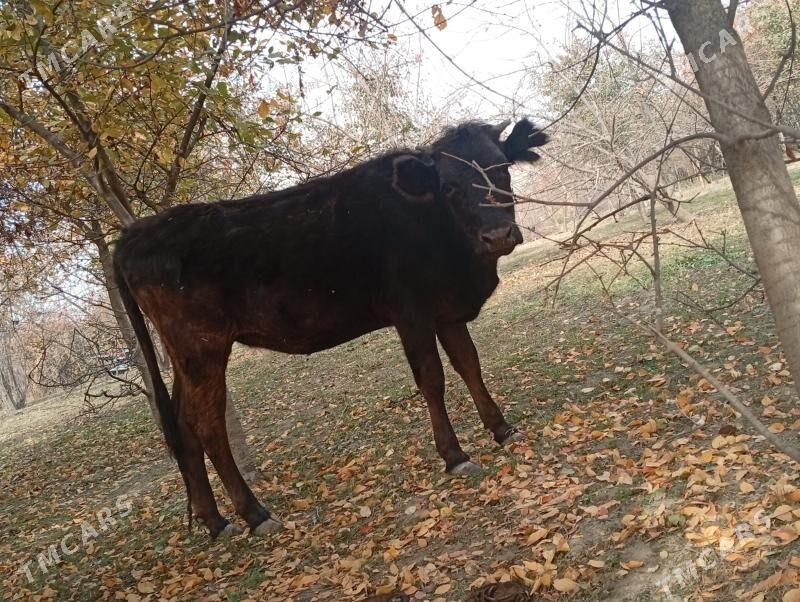 Tuwe bilen okuzler - Magtymguly - img 2