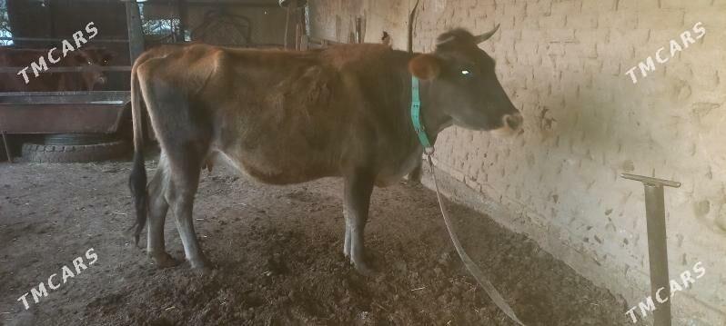 agyr bogaz - Мары - img 3