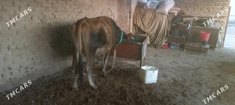 agyr bogaz - Мары - img 2