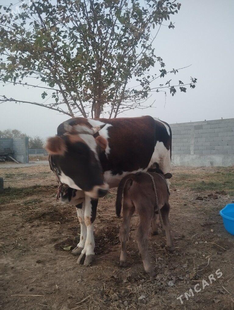 goleli sigir - Gökdepe - img 3