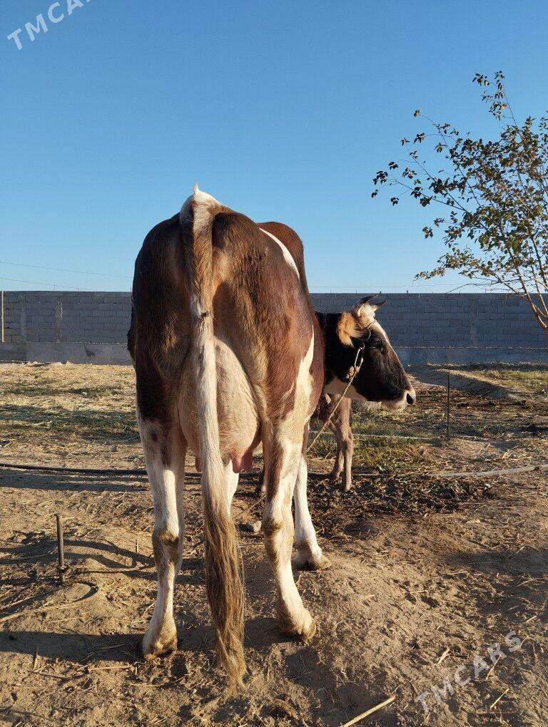 goleli sigir - Gökdepe - img 2