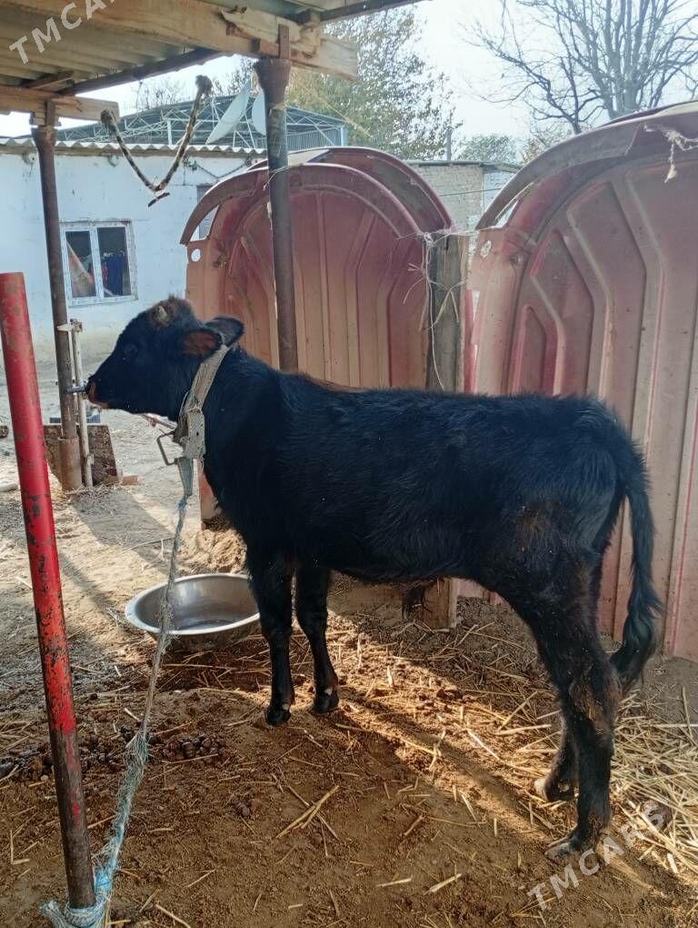 okuz - Бахарден - img 2