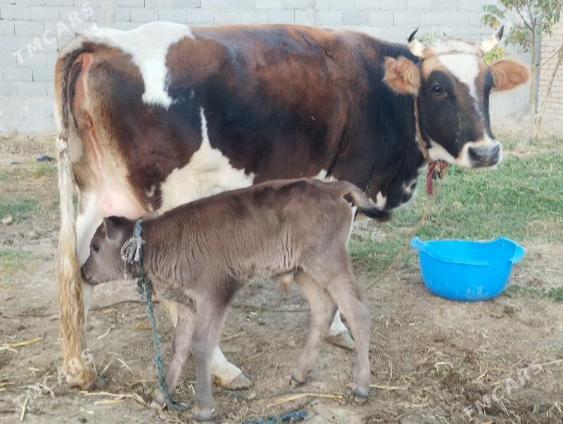 goleli sigir - Gökdepe - img 1