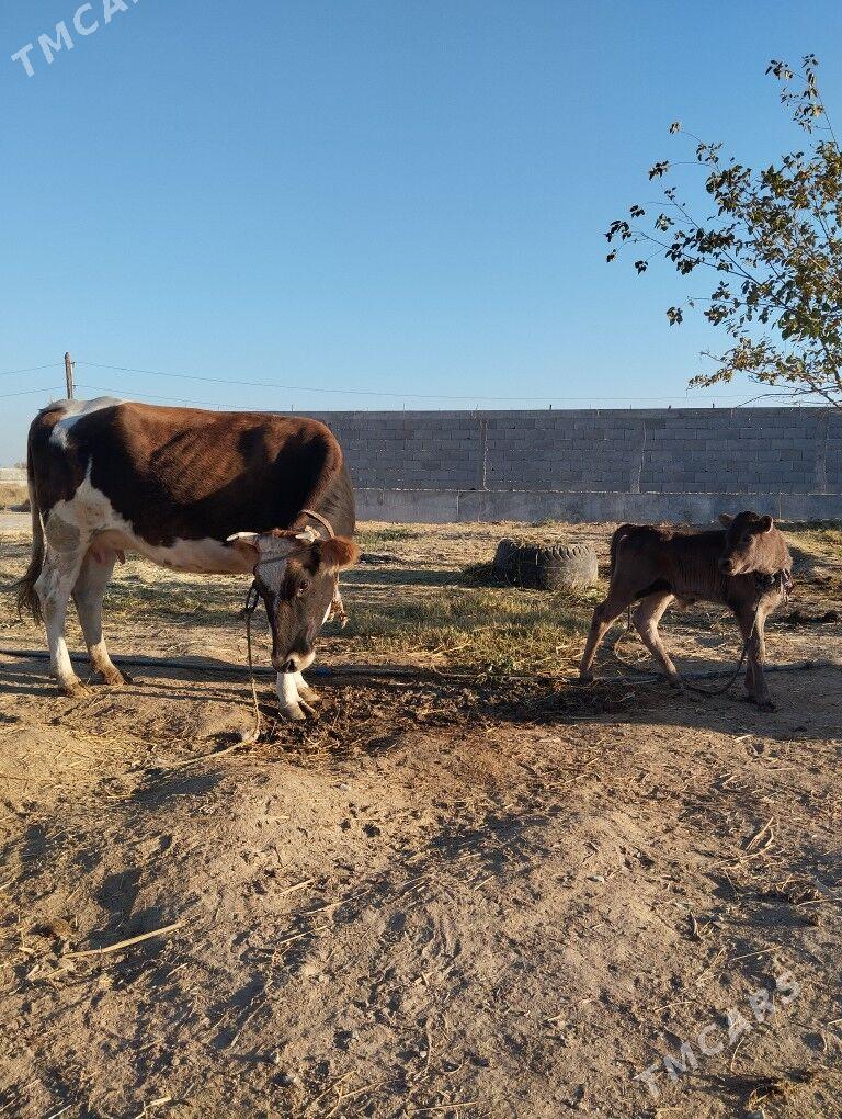 goleli sigir - Gökdepe - img 4