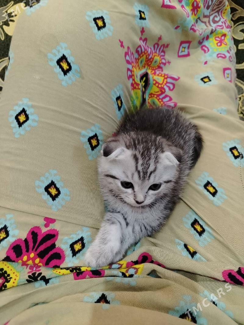 paroda pisijek - Балканабат - img 2