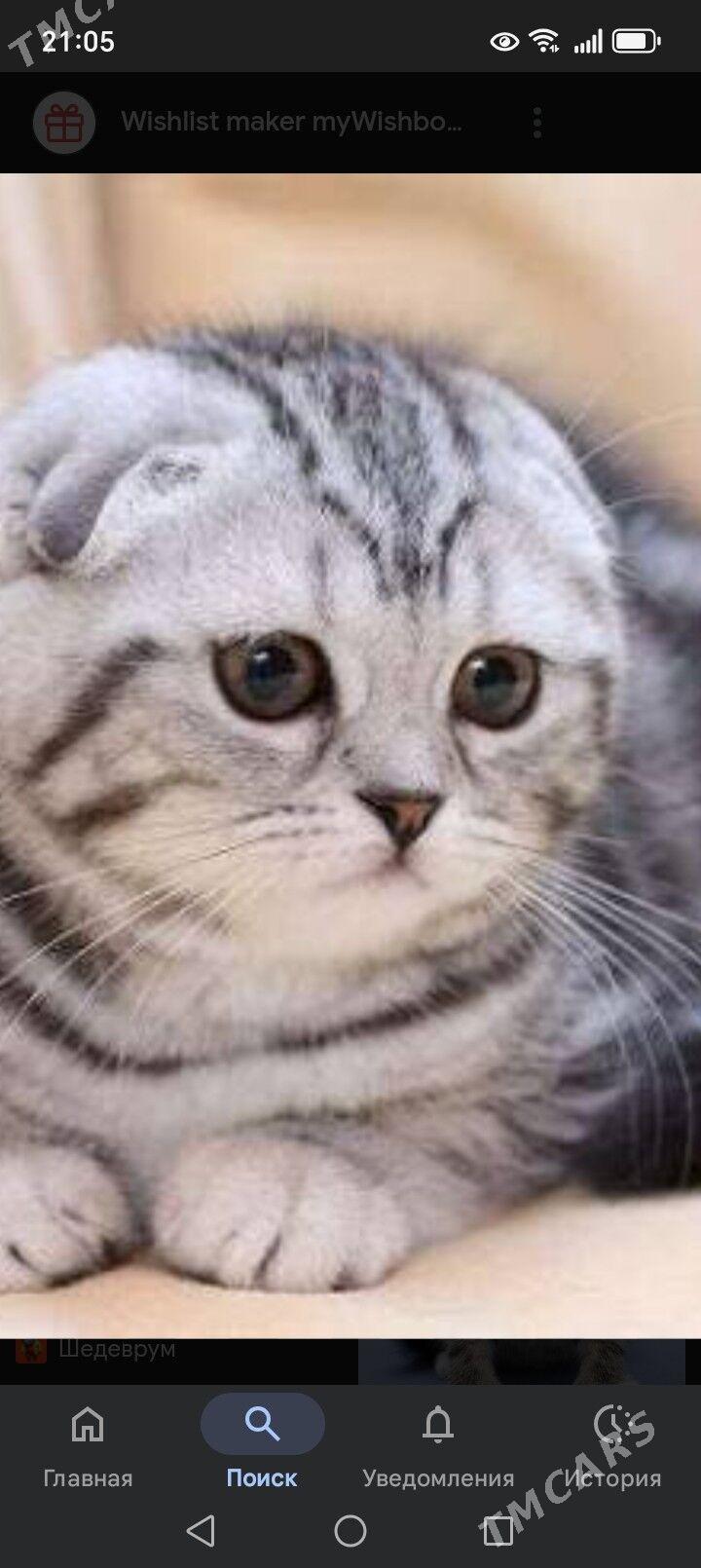 paroda pisijek - Балканабат - img 5