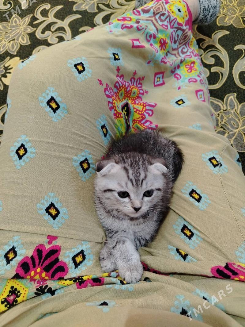 paroda pisijek - Балканабат - img 7