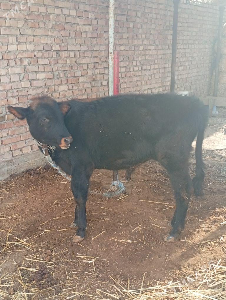 okuz - Бахарден - img 3