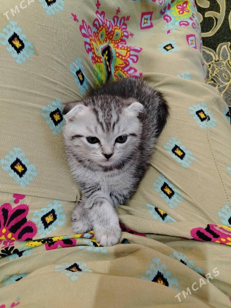 paroda pisijek - Балканабат - img 3