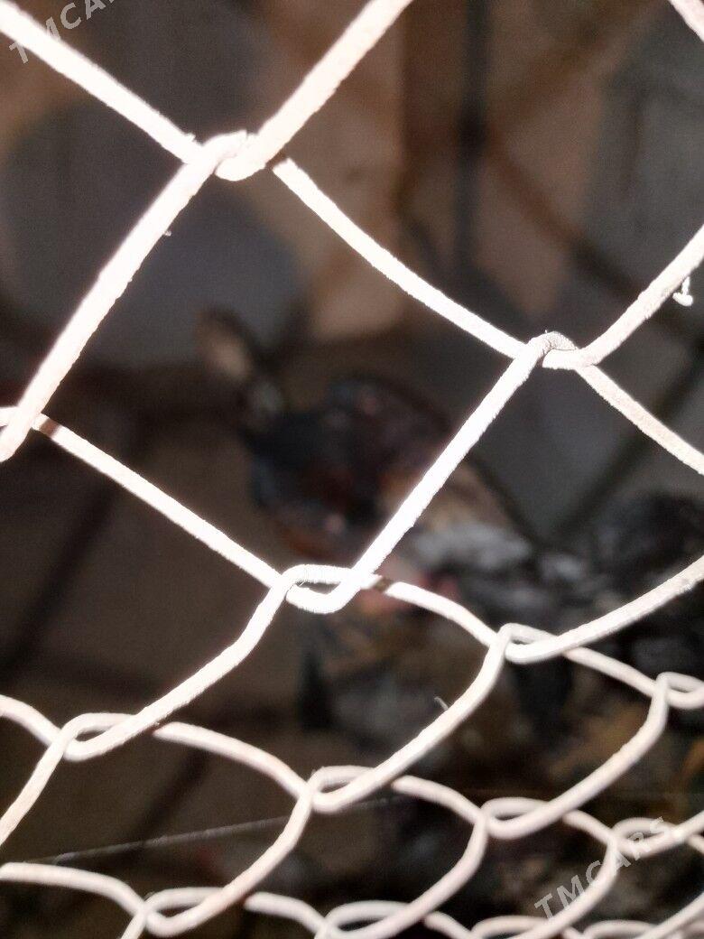 Tashkent horaz - Gökdepe - img 2