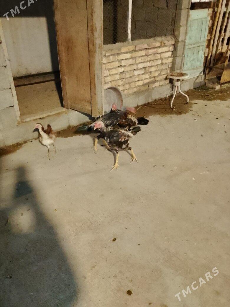 Tashkent horaz - Gökdepe - img 1