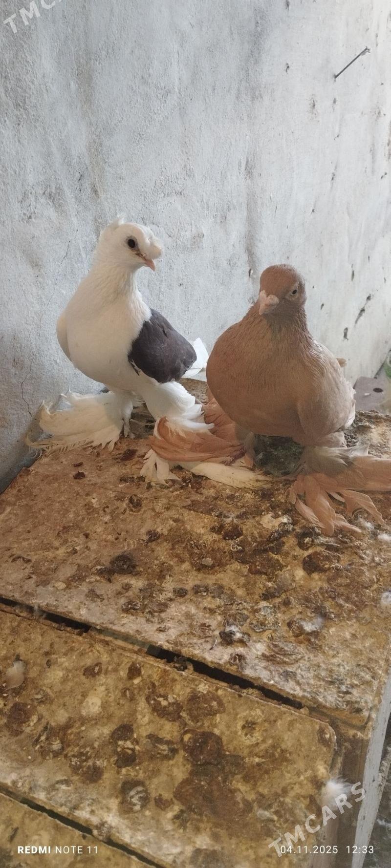 Kepderi - Murgap - img 2