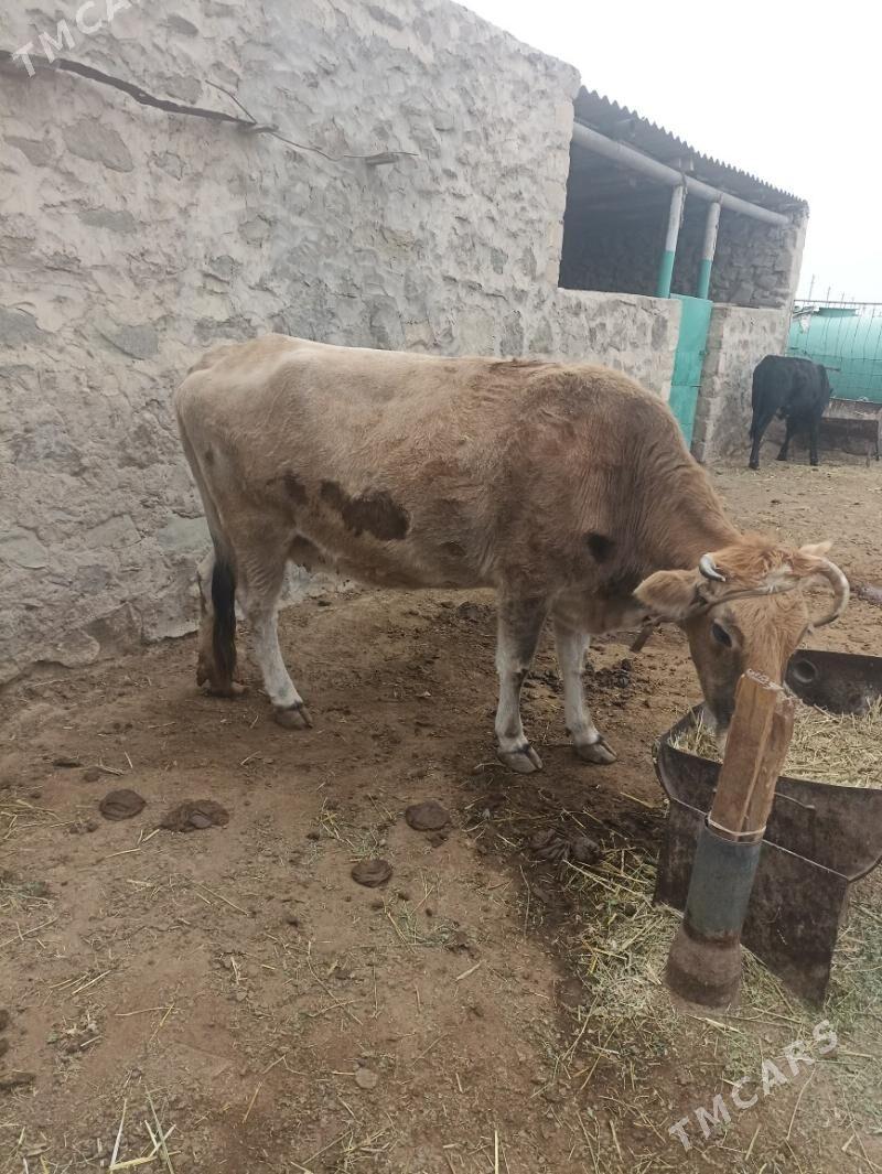 Sygyr Bakylan - Берекет - img 2