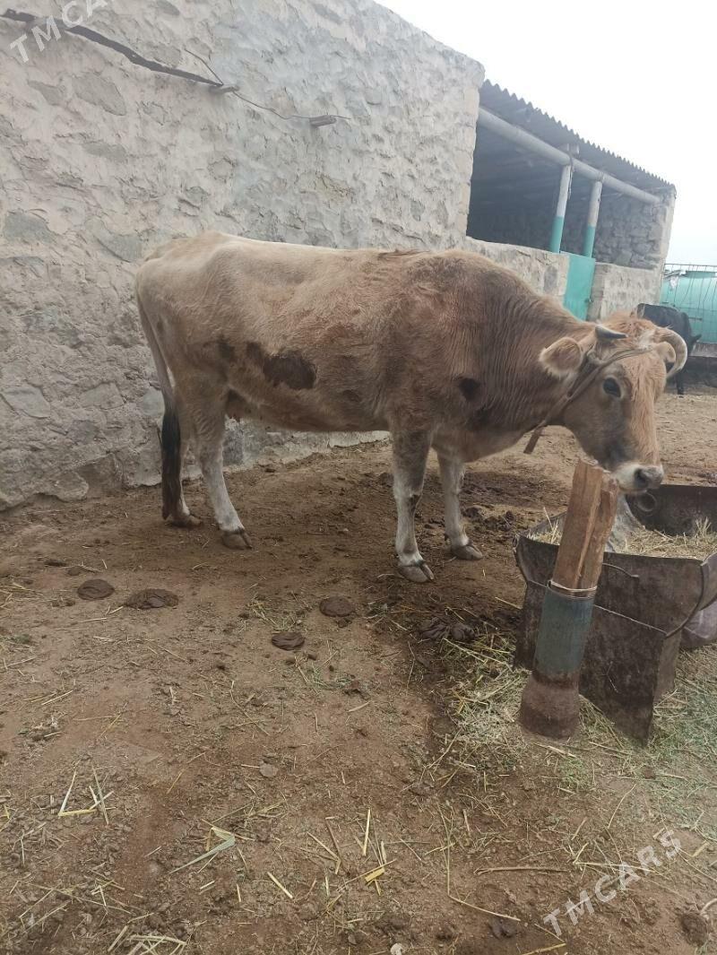 Sygyr Bakylan - Берекет - img 1