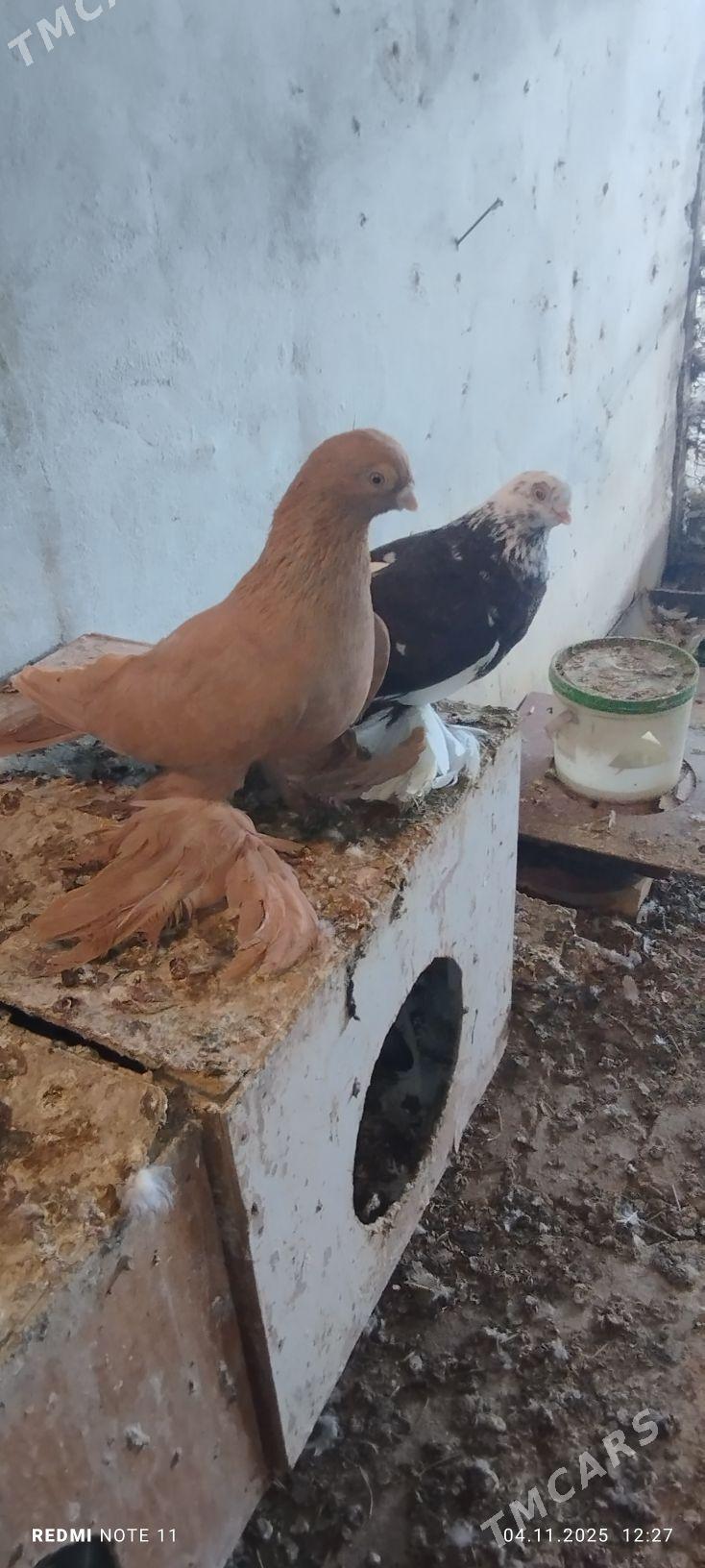 Kepderi - Murgap - img 5