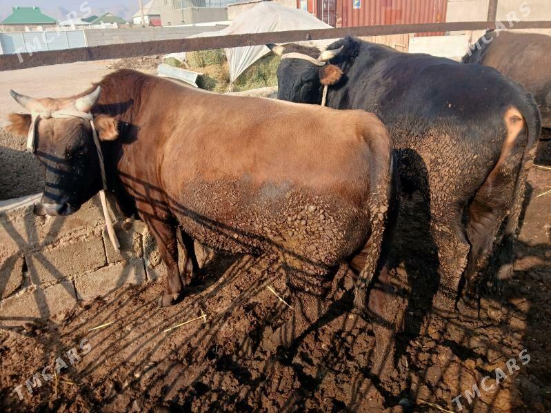 окузлер - Balkanabat - img 3