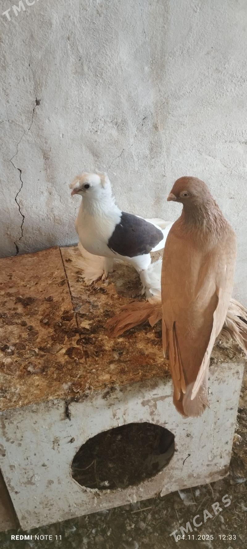 Kepderi - Murgap - img 6