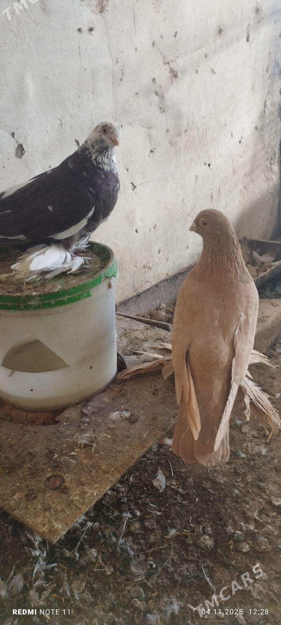 Kepderi - Murgap - img 3