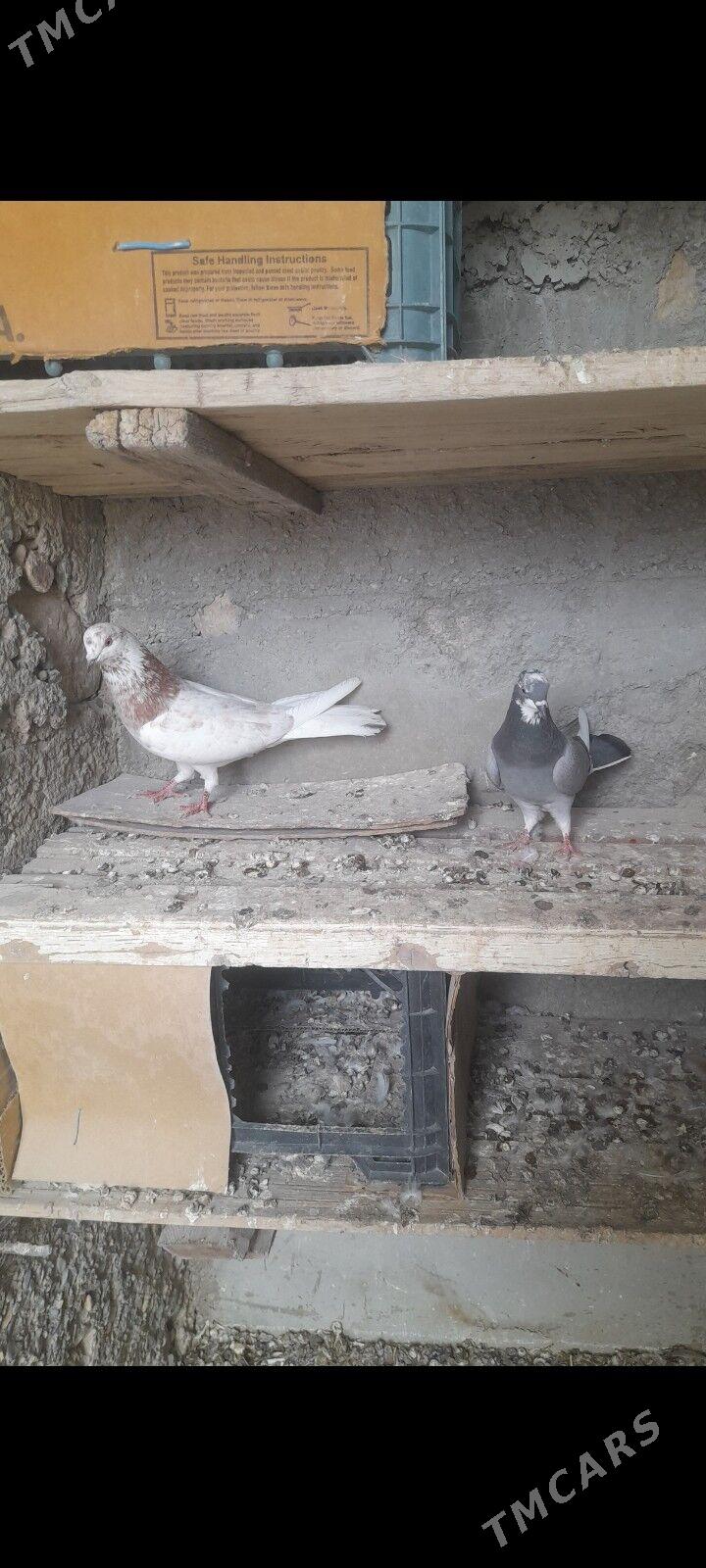 kepderi - Gyzylarbat - img 2