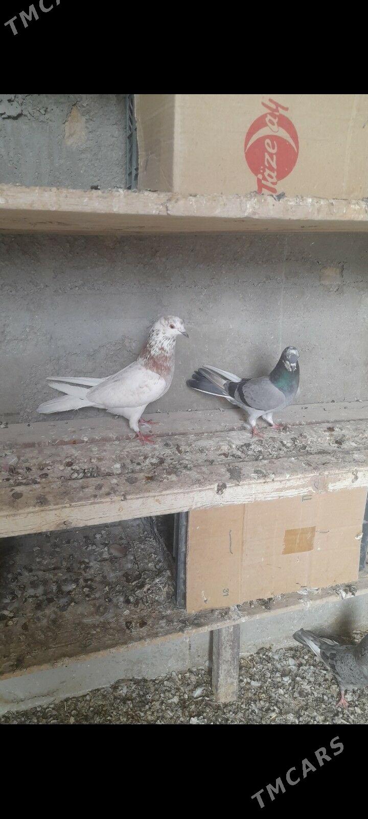 kepderi - Gyzylarbat - img 1