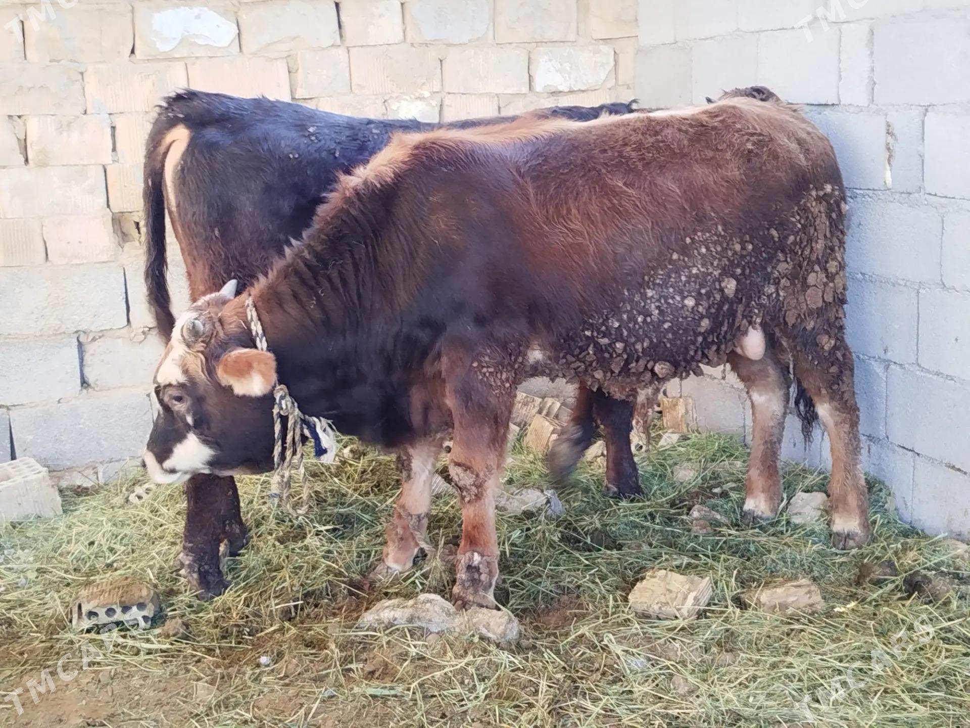 okuz - Ашхабад - img 2