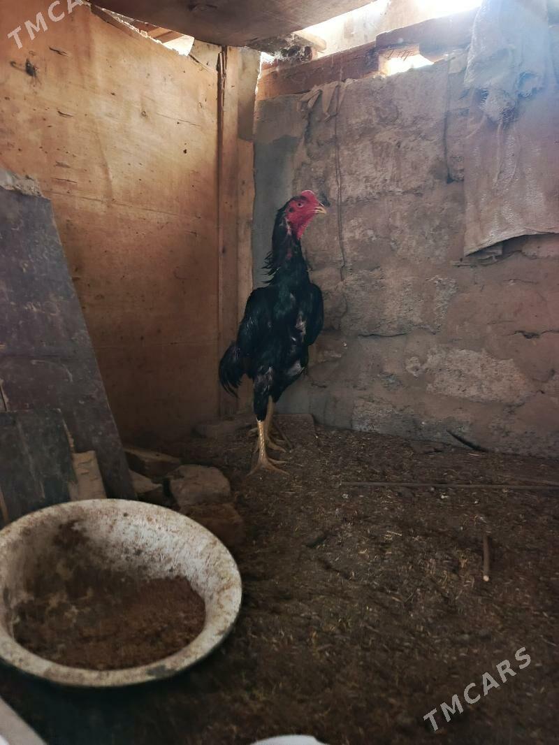 Taşkent horaz - Garadamak - img 2