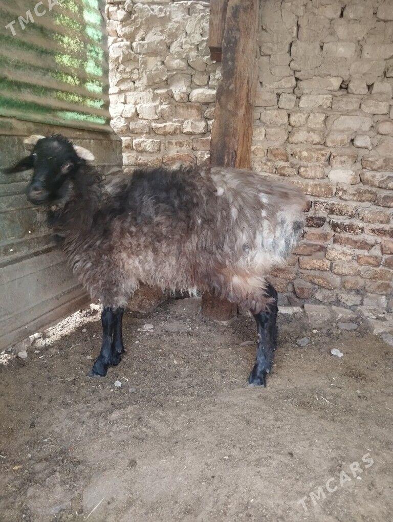 tokli tokli - Aşgabat - img 2