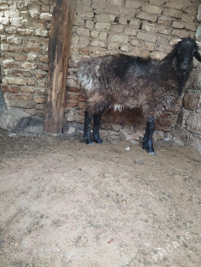 tokli tokli - Aşgabat - img 5