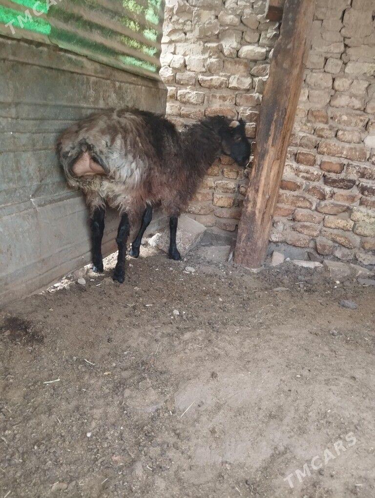 tokli tokli - Aşgabat - img 4