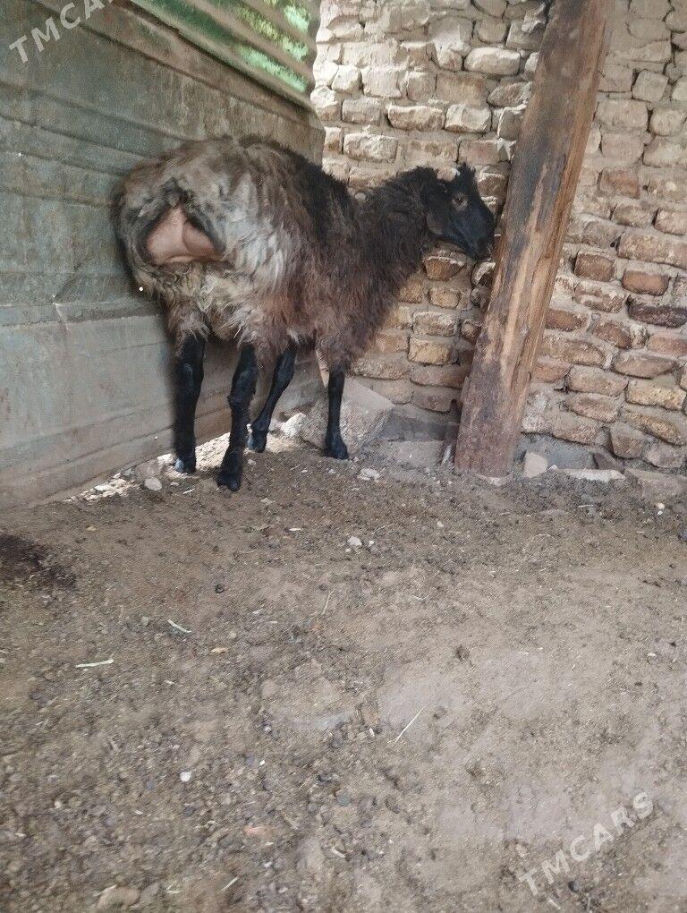 tokli tokli - Aşgabat - img 3