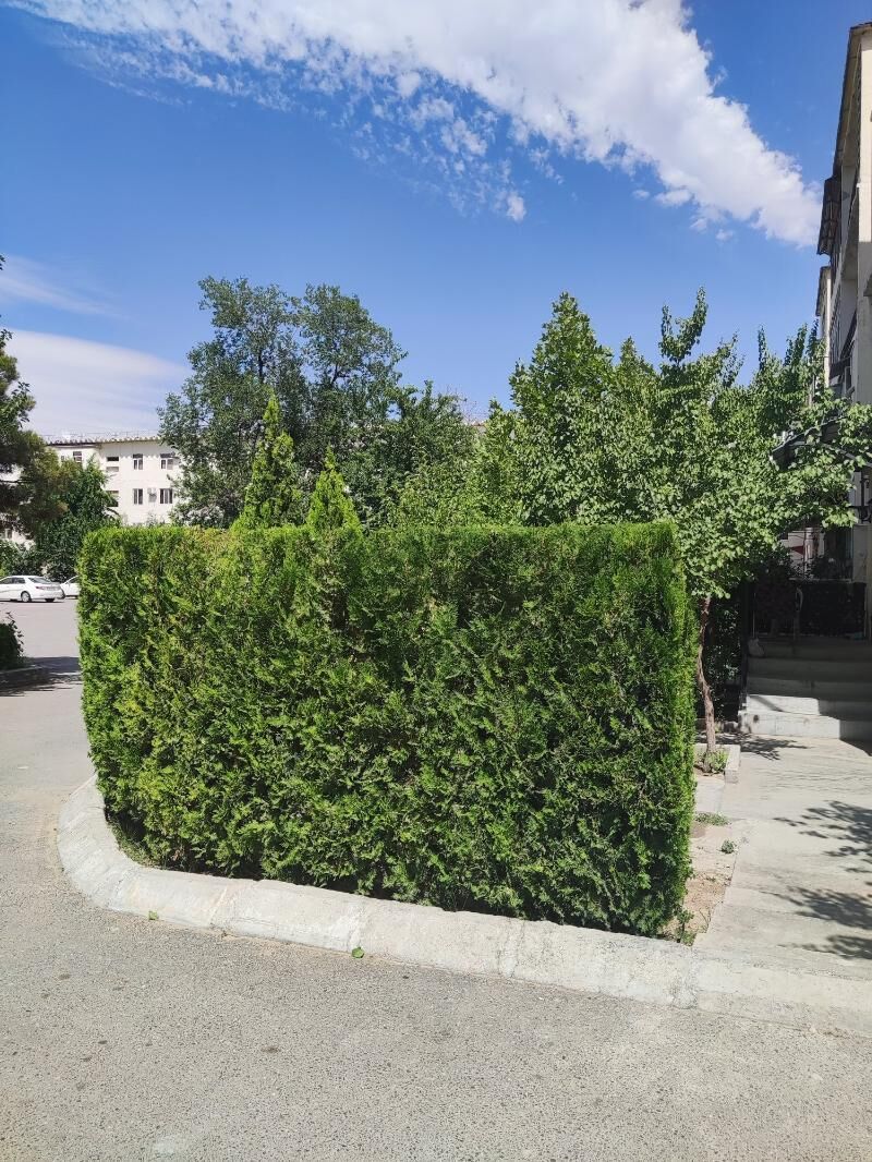 Zabornik Tuya Yolka Ёлка туя - Aşgabat - img 4