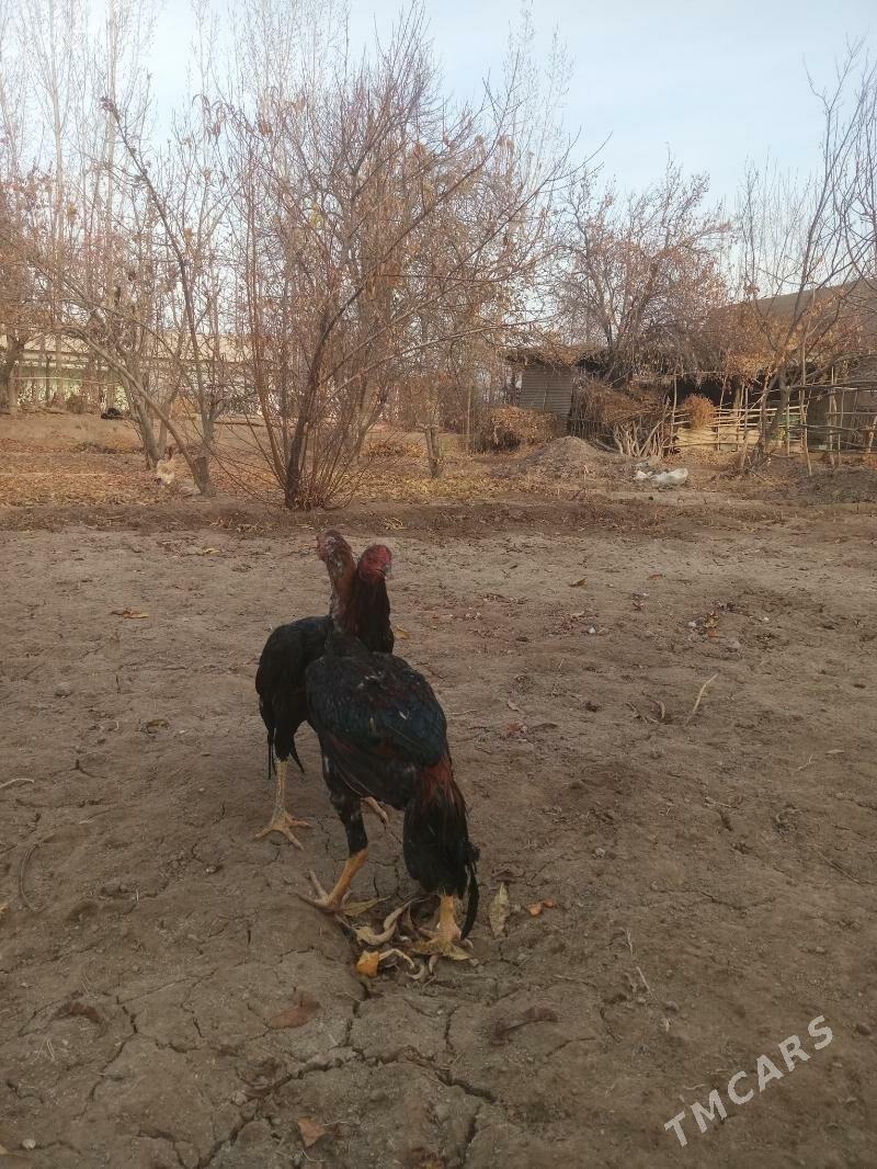 хораз - Шабатский этрап - img 2