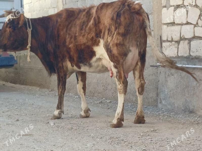 goleli sygyr tohum - Балканабат - img 2