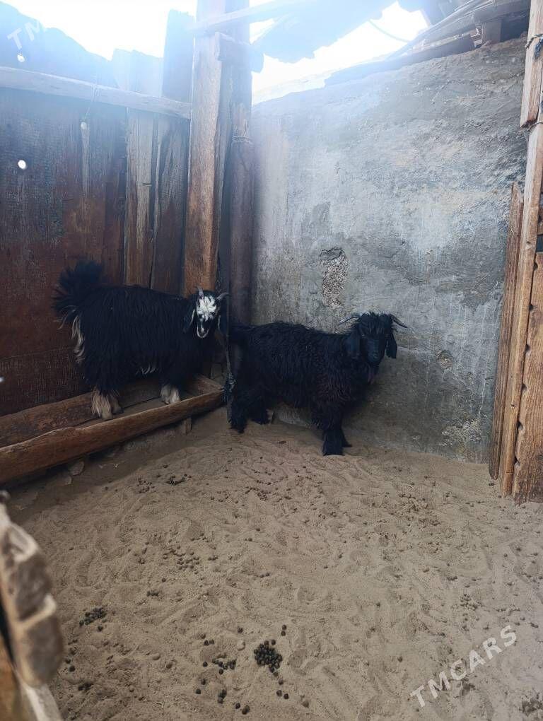 ÇEWİŞ - Хитровка - img 2