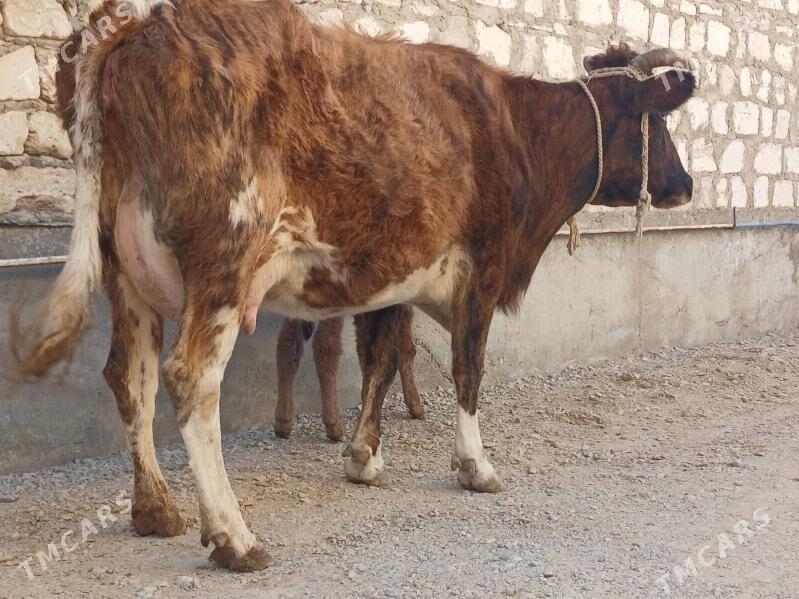 goleli sygyr tohum - Балканабат - img 5