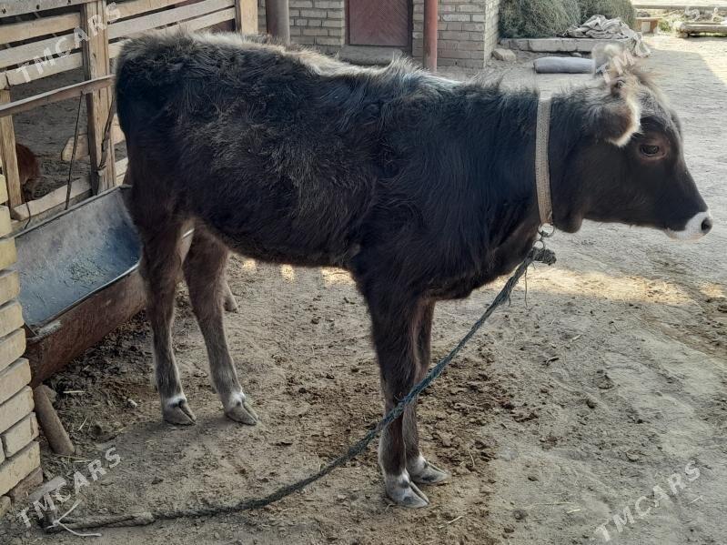 Göle - Мары - img 4