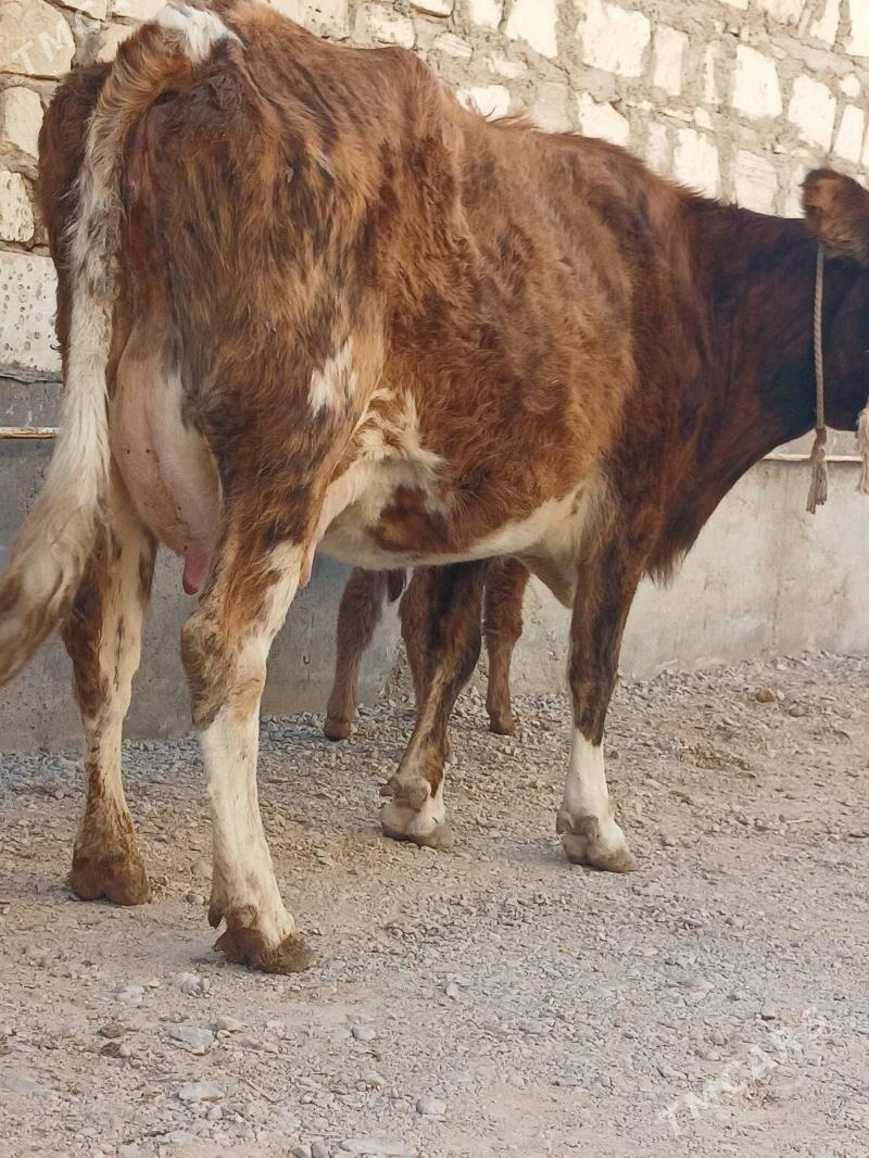 goleli sygyr tohum - Балканабат - img 3