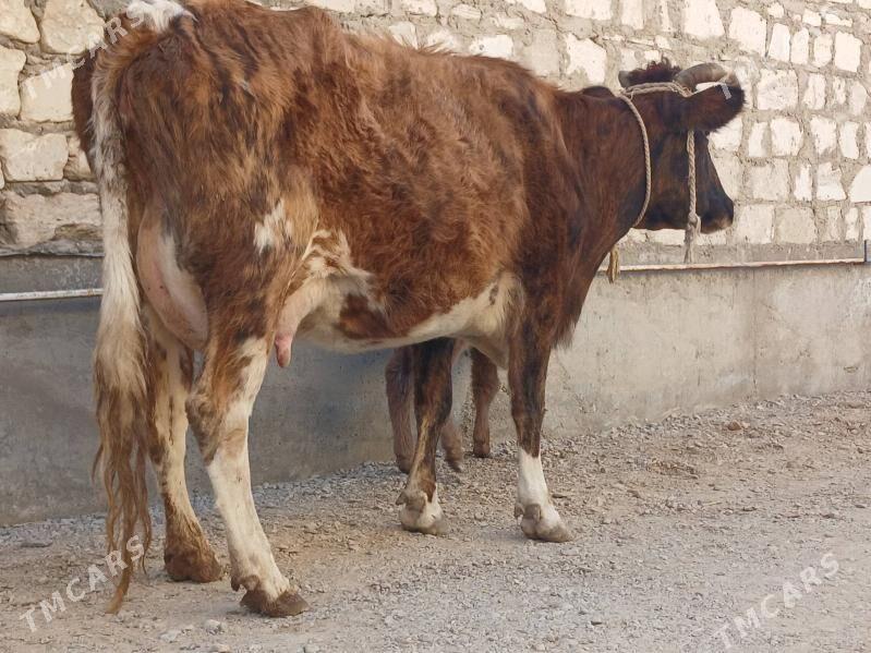 goleli sygyr tohum - Балканабат - img 4