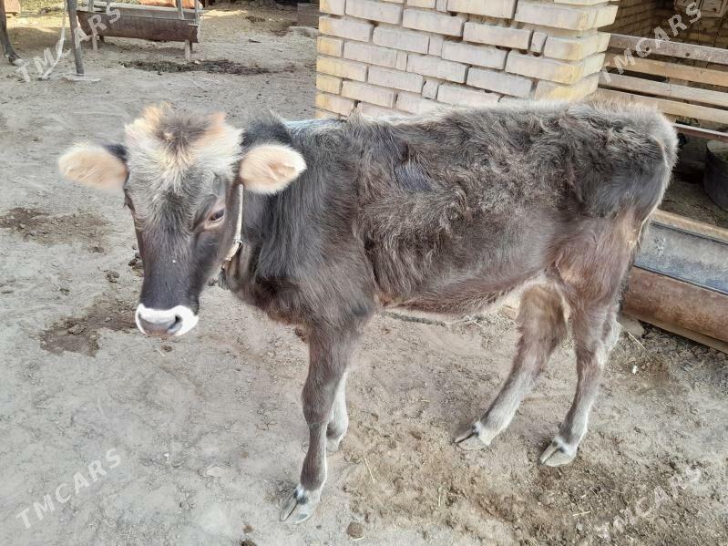 Göle - Мары - img 3