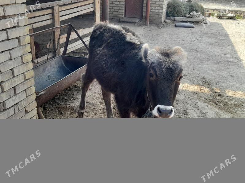 Göle - Мары - img 2