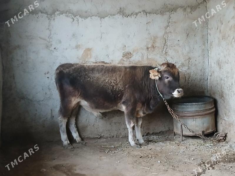 ökuz - Гызыларбат - img 2