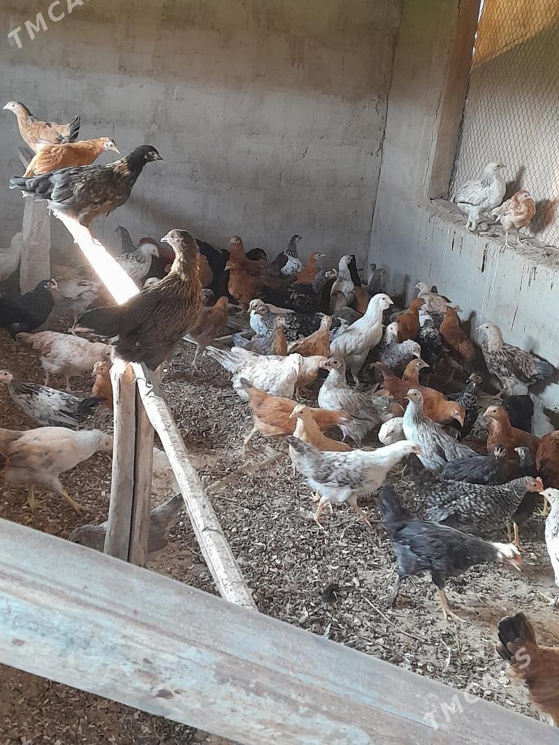 Jüje - Бабадайхан - img 2