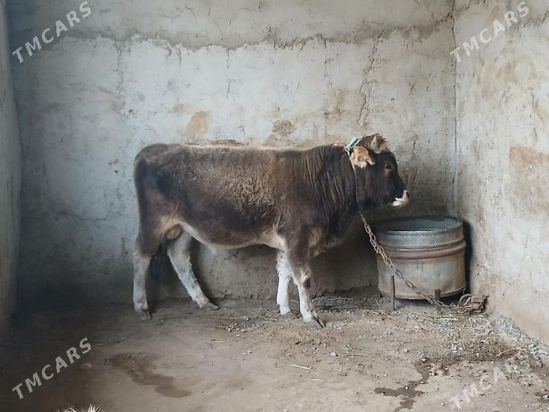 ökuz - Гызыларбат - img 3