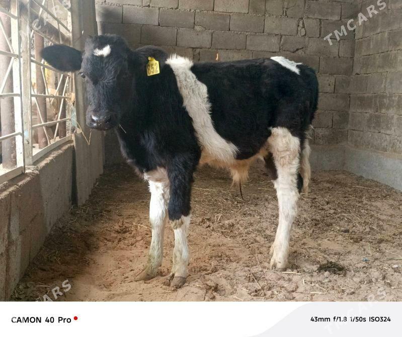 Okuz - Кипджак - img 2