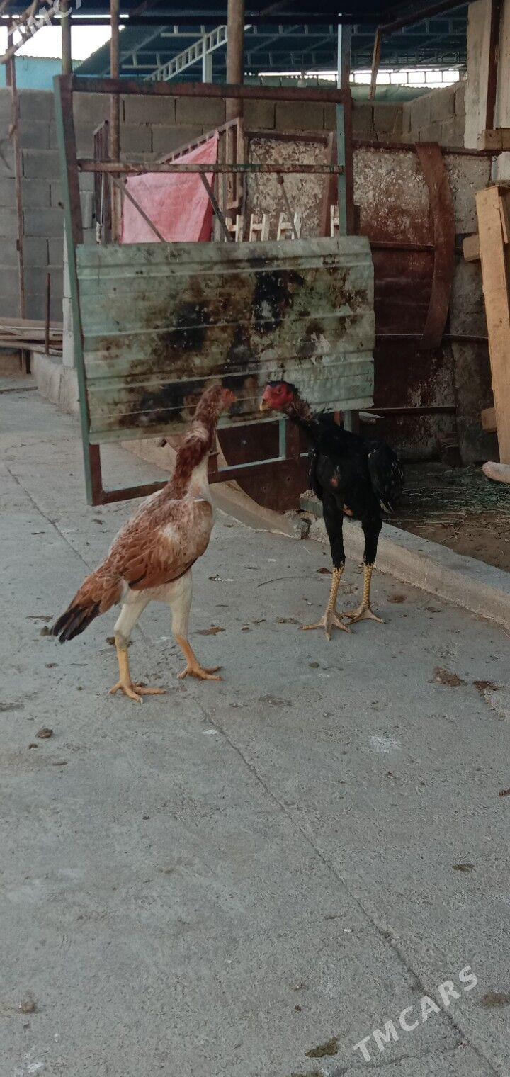 Taskent - Гарадамак - img 4