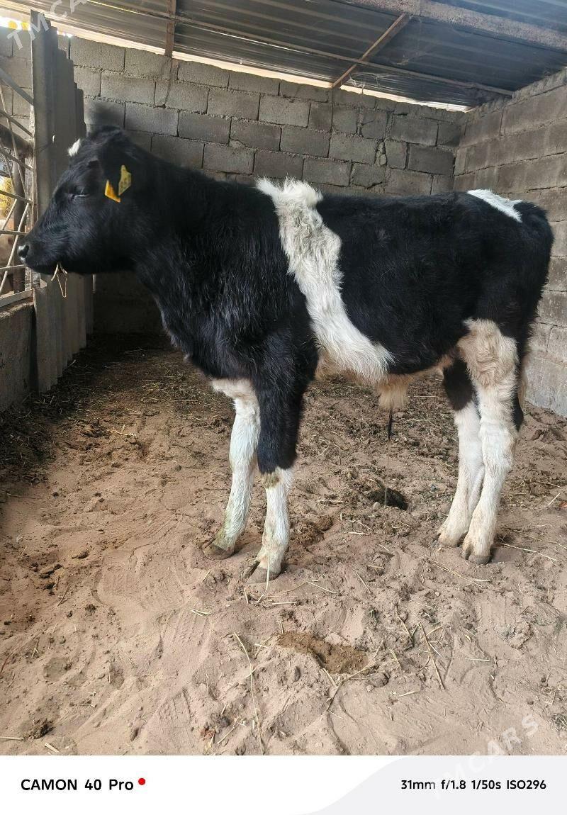 Okuz - Кипджак - img 4