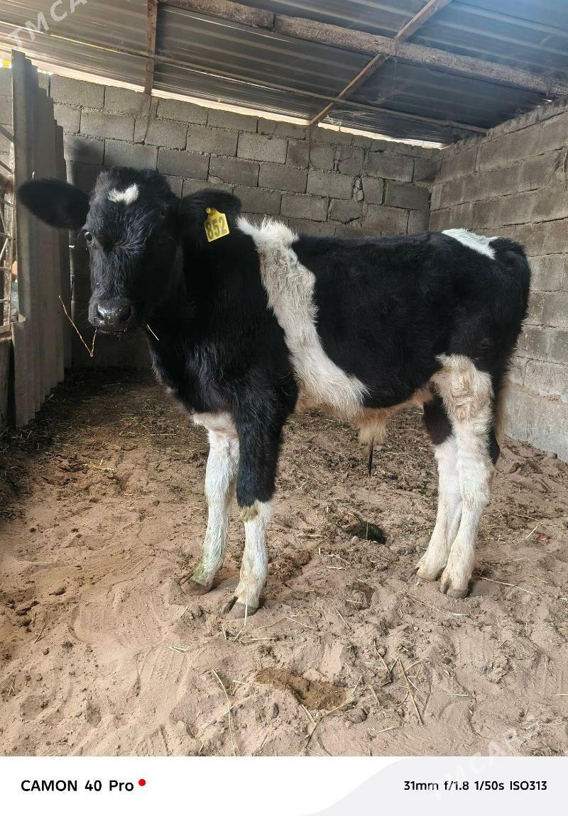 Okuz - Кипджак - img 3